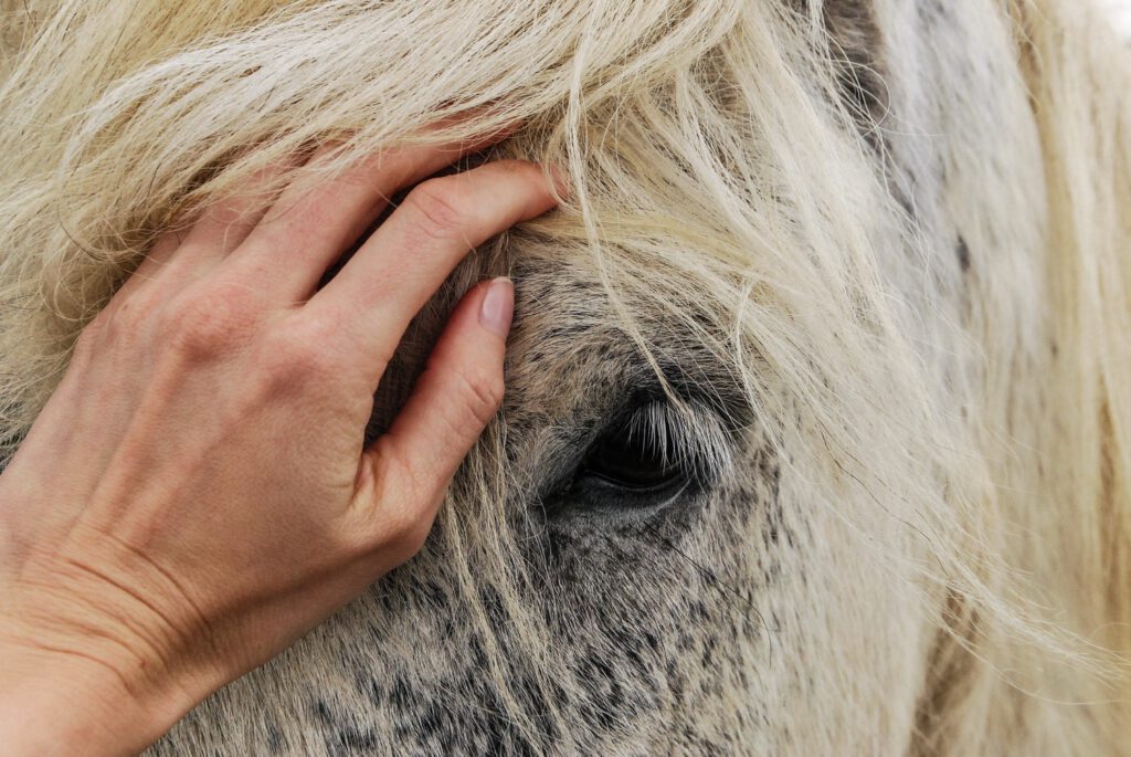 Pferd lässt sich vertrauensvoll im Gesicht streicheln