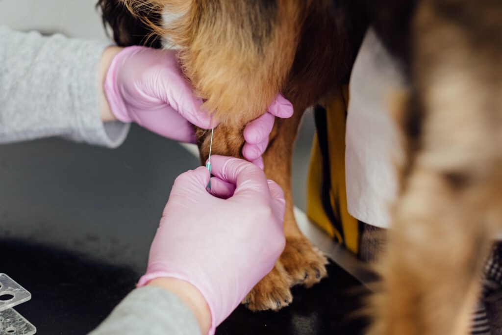 Tierarzt nimmt einem Hund Blut ab