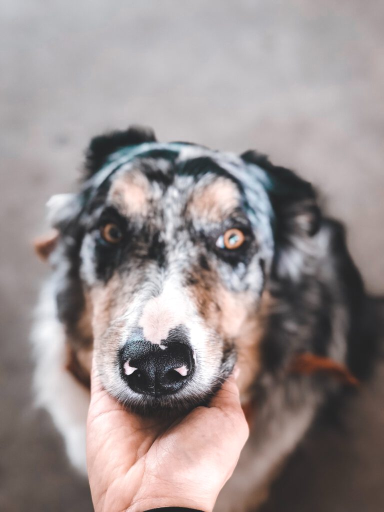 Training, um den Kopf eines Hundes in der Hand halten zu können